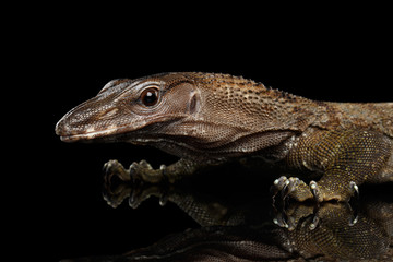 Close-up Varanus rudicollis Head Isolated on Black Background