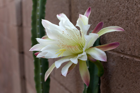 Close up of Booming Cactus