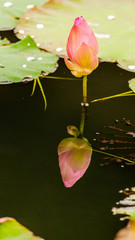Beautiful pink lotus flower in pond./ Beautiful pink lotus flower in pond after rain on rainy season.