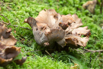 Violet chanterelle, Gomphus clavatus growing among moss 