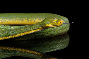 Close-up Green Tree Python Snake in Attack. Morelia viridis. Isolated black background