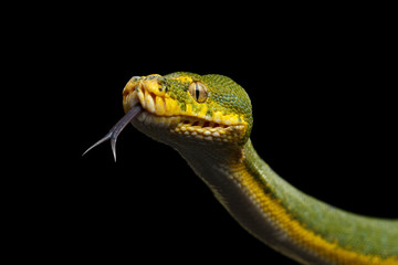 Fototapeta premium Close-up Green Tree Python Snake in Attack. Morelia viridis. Isolated black background