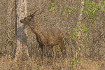 Naklejka na ściany i meble Sambar Deer in the Forest