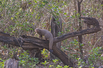 Indian Common Mongoose in the Forest