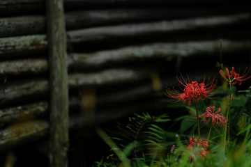 Scenery with cluster amaryllis