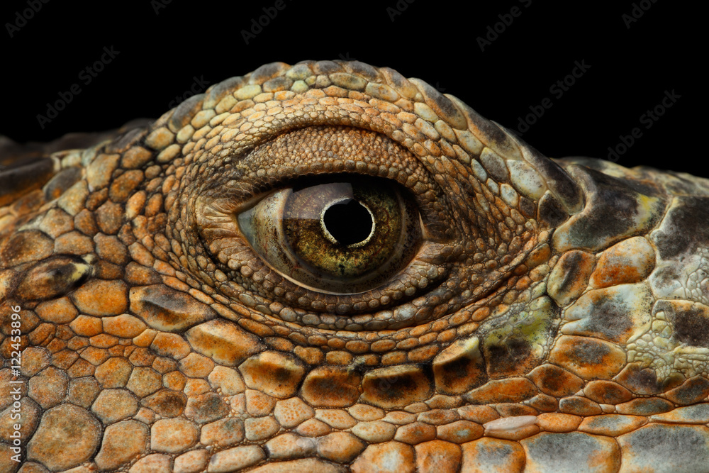 Wall mural Closeup Eye of Green Iguana, Looks like a Dragon Isolated on Black Background