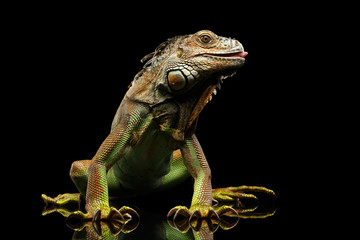 Green Iguana Sitting and Gazing Scary, Show claws and Licked Isolated on Black Background