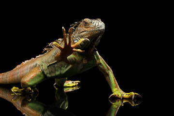 Naklejka premium Green Iguana Sitting and Gazing Scary, Show claws, Raising Paw Isolated on Black Background