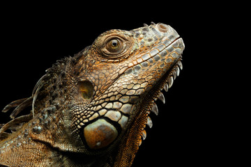Close-up Head of Green Iguana Stare up Isolated on Black Background