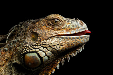 Fototapeta premium Close-up Szef Green Iguana Gazing Scary i podnoszenie języka samodzielnie na czarnym tle