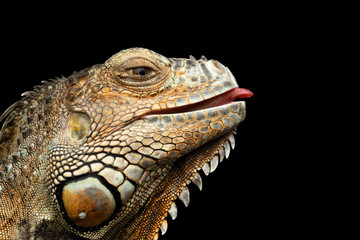 Close-upHead of Green Iguana Looks Kind and raising tongue Isolated on Black Background
