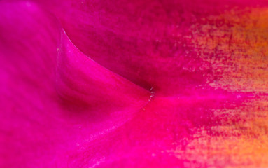 Textura de p&eacute;tala de flor.