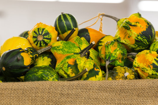 Colorful Fall Gourds in Basket