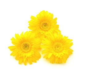 黄色いガーベラ