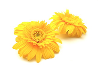 黄色いガーベラ