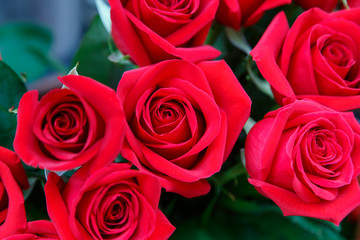 beautiful red roses
