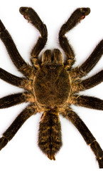 top view of spider