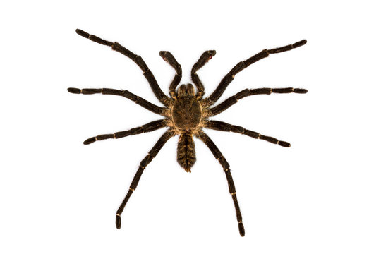 top view of spider