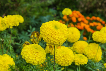 Yellow marigold with drops of dew.