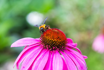 Image of beautiful violet flower and bee
