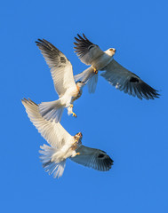Whitetailed Kites in California exchanging prey in midair