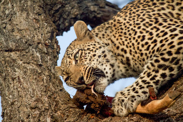 Great Kruger - Leopard on the tree