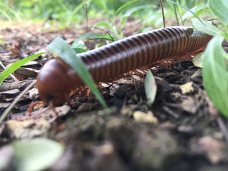 millipede
