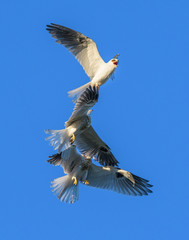 Whitetailed Kites in California exchanging prey in midair