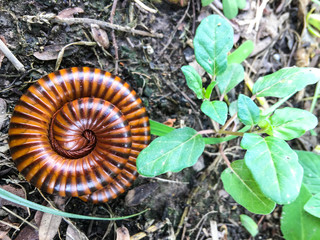 millipede