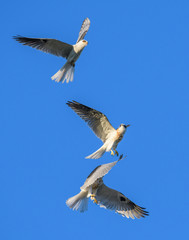 Obraz premium White-tail kites in aerial fight