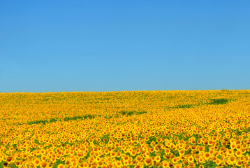 Infinite Sunflowers