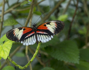 Butterfly 4