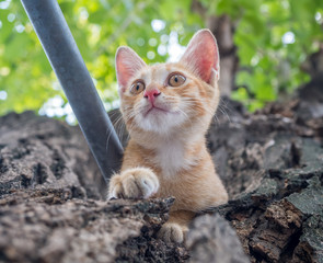 Naklejka na ściany i meble Cute kitten on tree