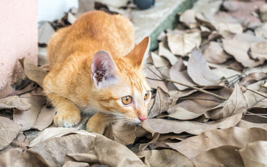 Fototapeta premium Cute kitten on dry leaves floor