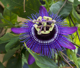 passiflora