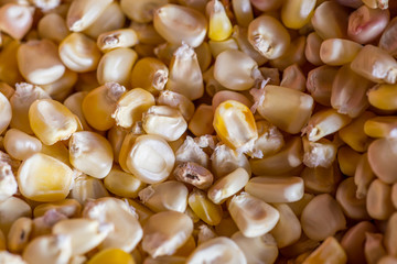 macro closeup of corn group as a background