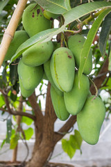 Mango tree with full of fruits