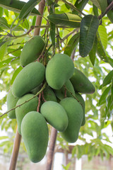 Mango tree with full of fruits
