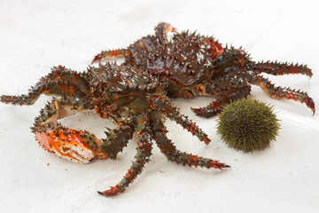Freshly-Speared Kamchatka crabs and sea urchins on the deck of yacht.