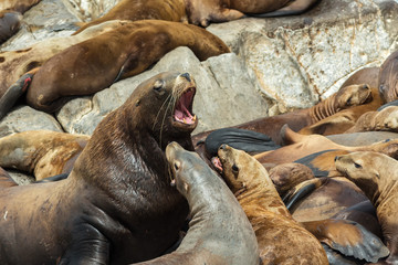 Rookery Steller sea lions. Island in Pacific Ocean near Kamchatka Peninsula.
