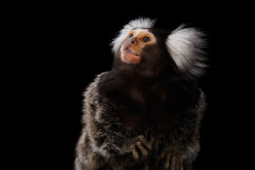 Close-up Profile portrait of Cute monkey Common Marmoset, Callithrix jacchus Isolated Black background