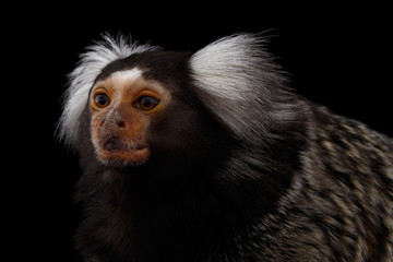 Naklejka premium Close-up Profile portrait of Cute monkey Common Marmoset, Callithrix jacchus Isolated Black background