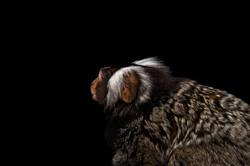 Close-up Profile portrait of Cute monkey Common Marmoset, Callithrix jacchus with Huge Ears Isolated Black background