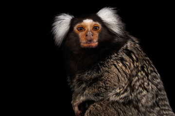 Close-up portrait of Cute monkey Common Marmoset, Callithrix jacchus Isolated Black background