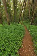A hiking trail on the island of Kauai, Hawaii