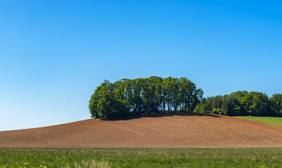 Grove of Oak trees on top of a hill with cultivated field