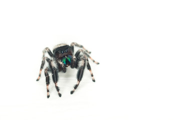 Inquisitive Jumping Spider (Phidippus audax)