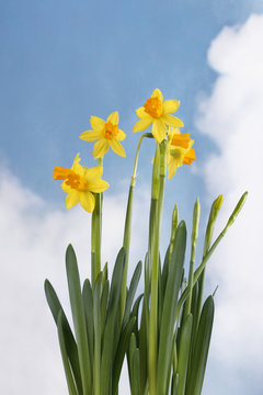 Yellow daffodils/narcissus flowers on cloudy blue sky background