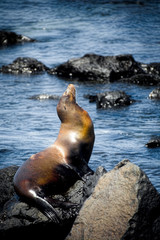 Fototapeta premium Galapagos sea lion
