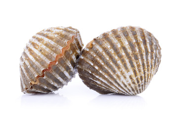 fresh cockles seafood on white background